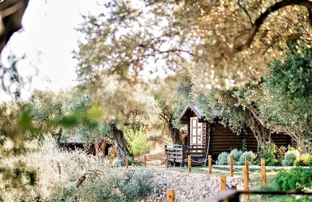 Holiday Park Olive Tree-1