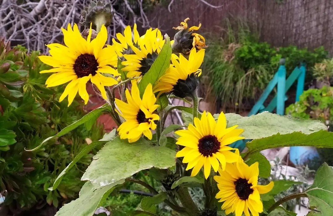 Cozy Garden-1
