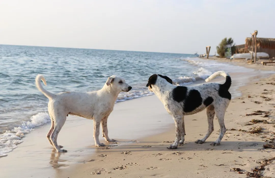 Yasmina Beach-1