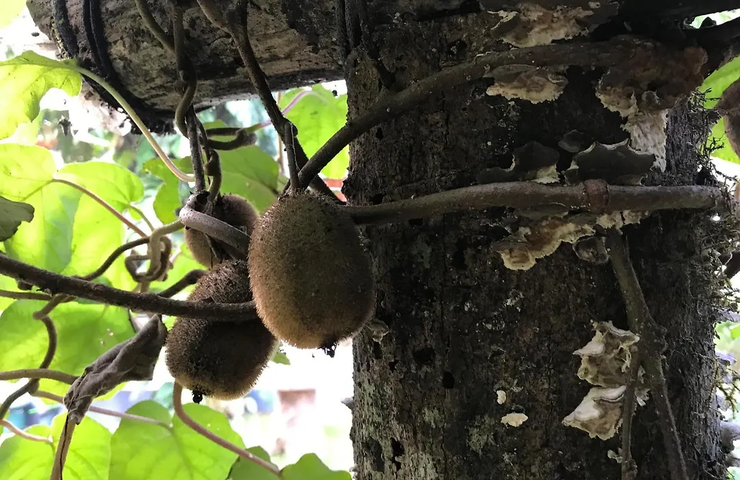 Magnolia Farmhouse And Homestay-1