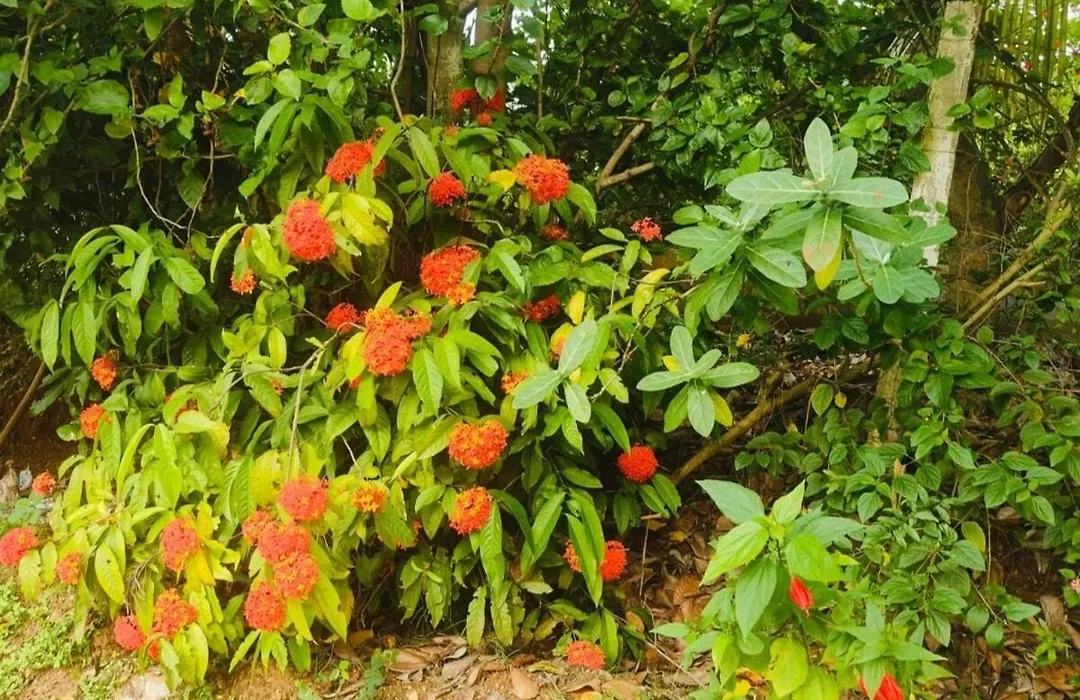 Dwaraka Nature Home Stay-1