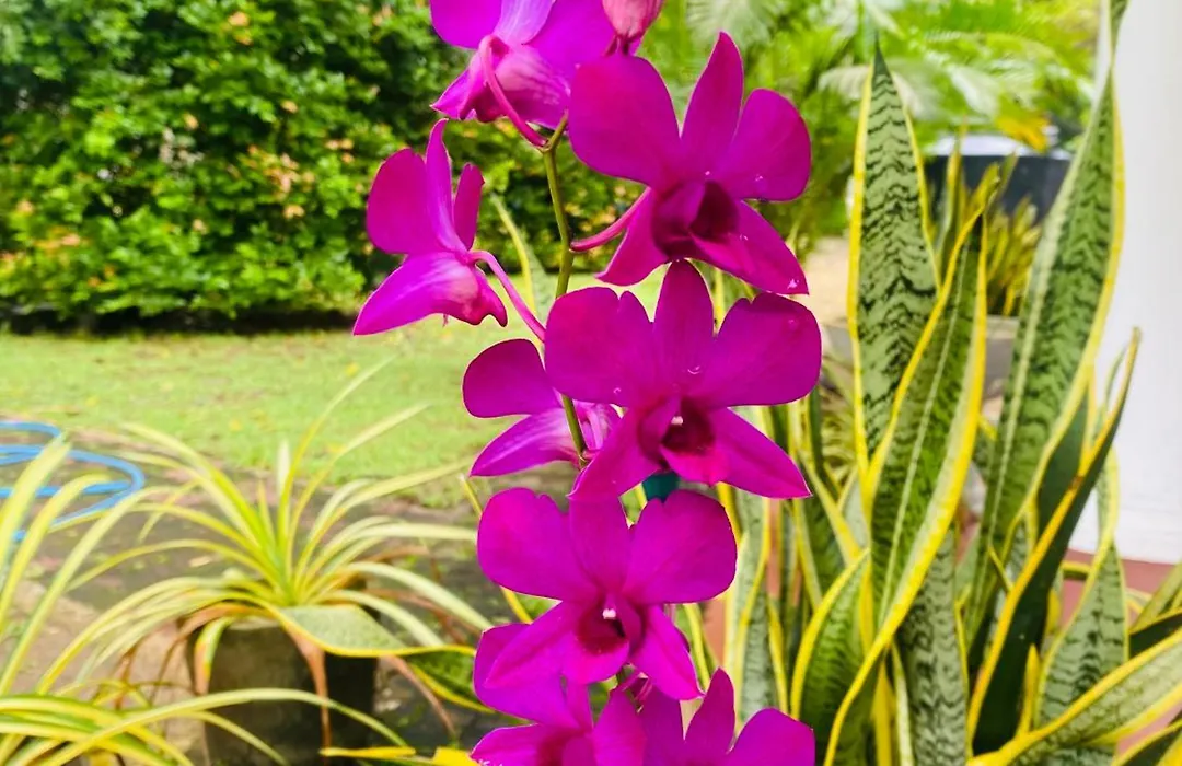 Villa Bodhi Ahangama, Home Stay-1