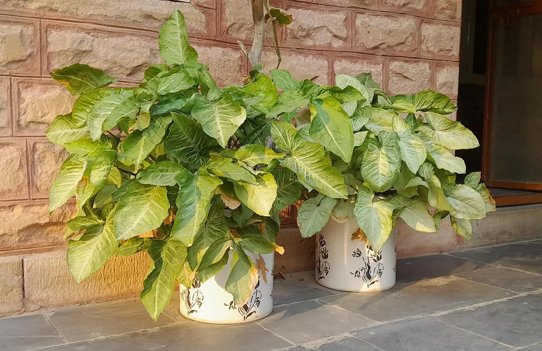 Roda House - A Boutique Homestay In Bikaner-1