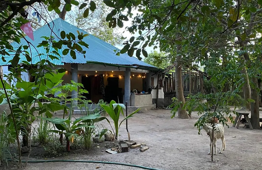 Bush Baby Compound-1