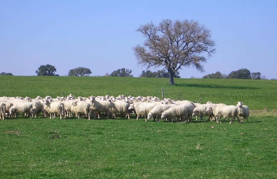 Tenuta Serpepe - Fiordaliso Piccolo-1