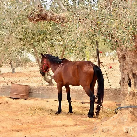 Ranch Tanit Djerba-2