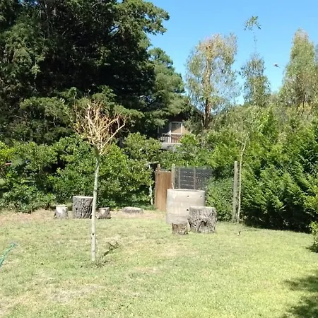 Olivo De Bohemia-2