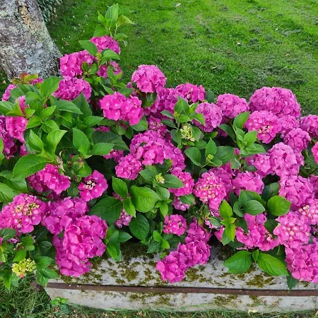 La Fraise-3