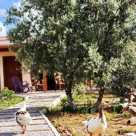 Lux In Nature Ekolia Bodrum-2