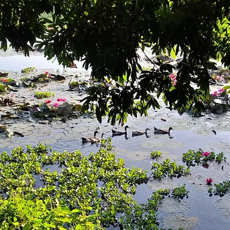 Lotus Farm Retreat-2