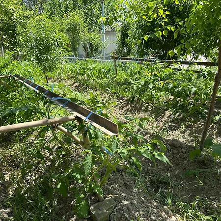 Soy Buyi Garden-2