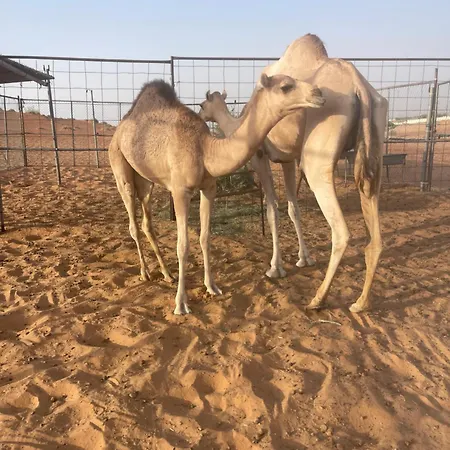 Wahiba Bedouiens Privae Camp-3