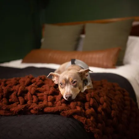 New Slytherin Studio - Dogs Ok-2