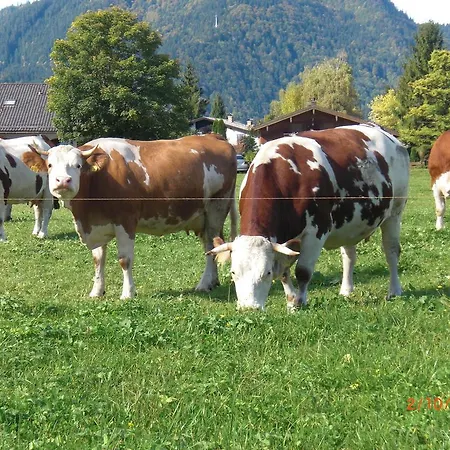 Familien-Bauernhof-Berghammer-2
