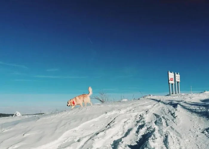 Pino Apartman Jahorina