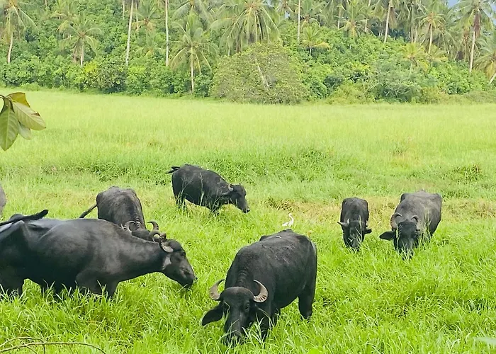 Umaay Villas Hikkaduwa