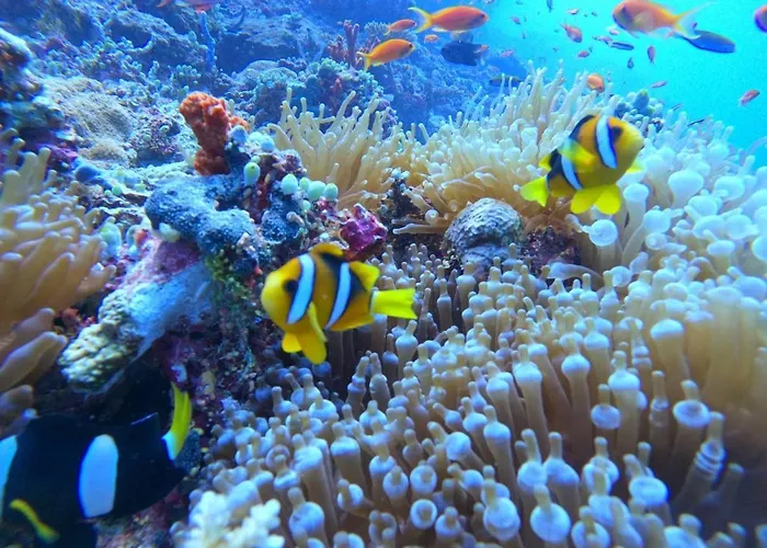 Hotel White Coral Rasdhoo