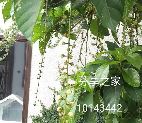 Green 58 B&B Heng-ch'un