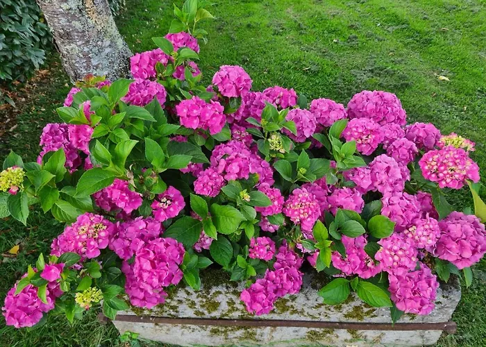 Bed and Breakfast La Fraise Chaumont-sur-Tharonne