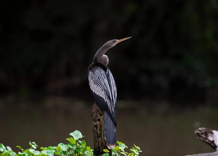 The Corner House - Hospedaje Con Encanto En Tortuguero