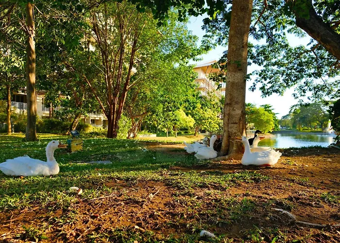 Pico De Loro Nearest To Pool Jacana 1 Bedroom Units By See Condominiums Cutad