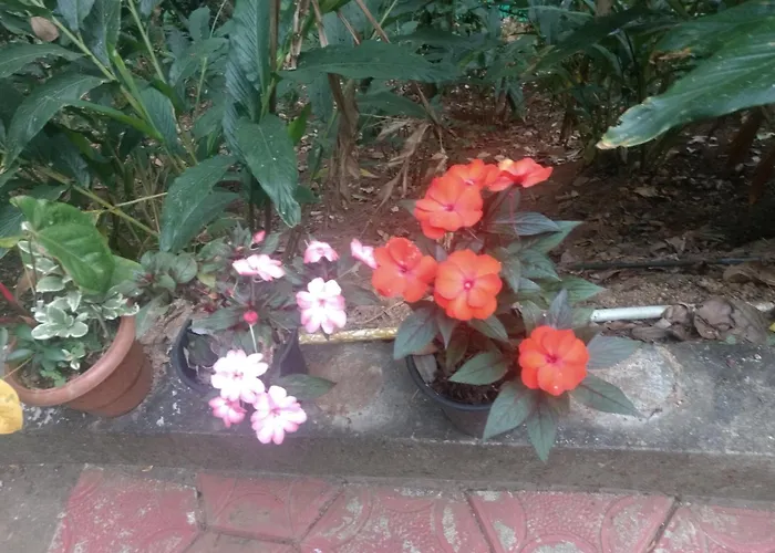 Mount Spring Valley Homestay Thekkady