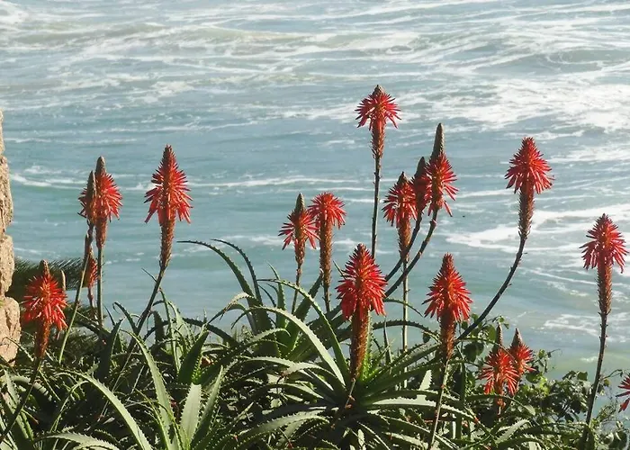 Joaquinahouse Paraiso Exclusivo, Acesso A Praia Florianópolis