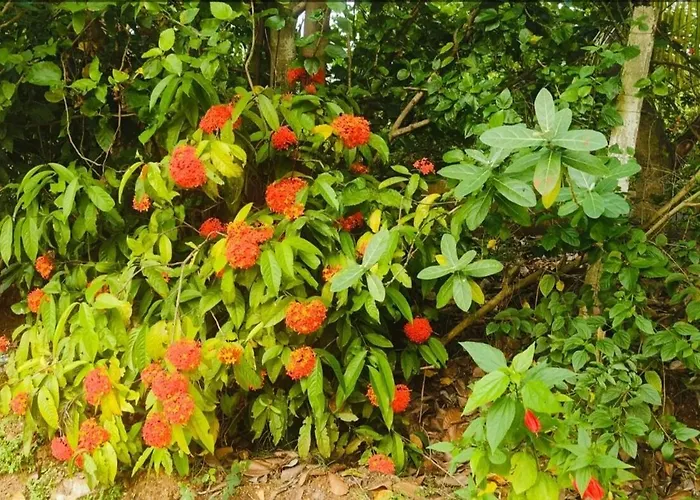 Dwaraka Nature Home Stay Mysore