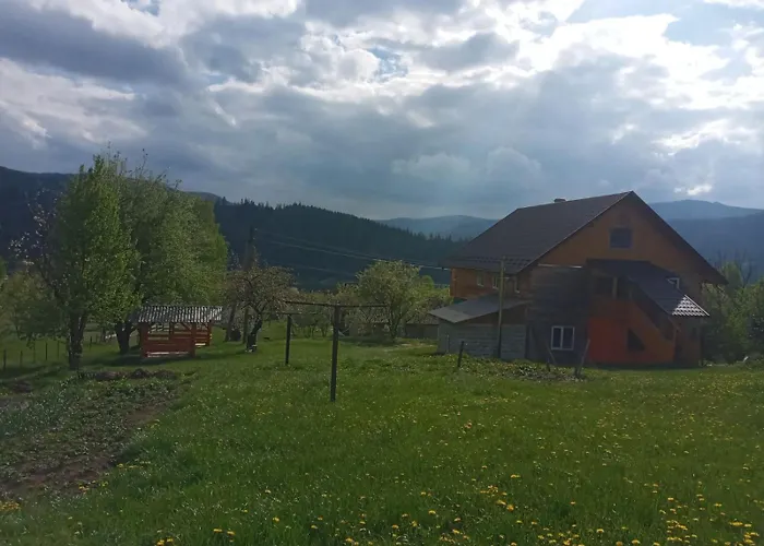 Смерека Mykulytschyn
