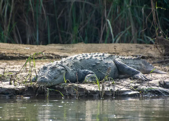 Chitwan Jungle Safari Home Stay Sauraha