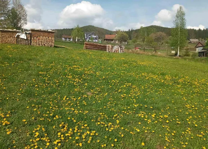 Смерека Mykulytschyn