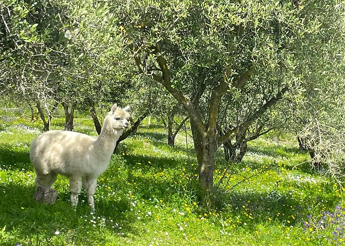 Villa Casa Degli Alpaca Bari Sardo