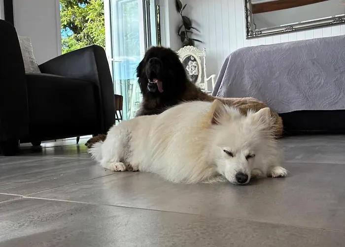 A Retreat Where Pets Are Part Of The Holiday Tauranga