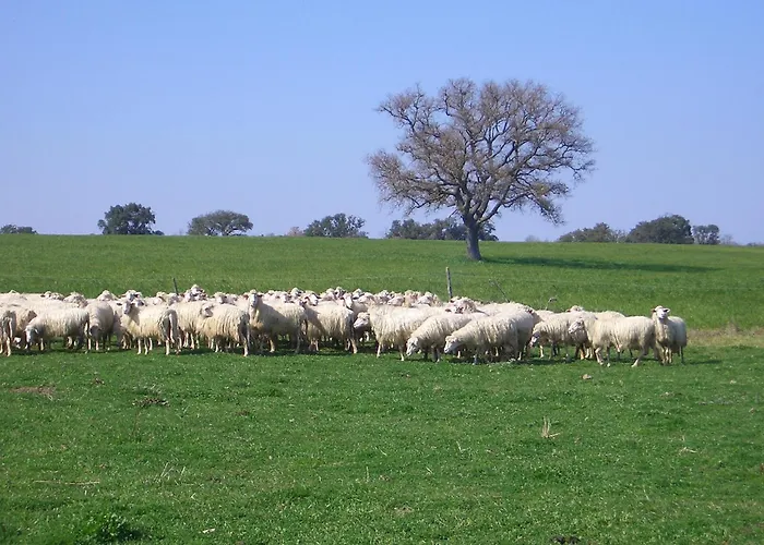 Tenuta Serpepe - Fiordaliso Piccolo Viterbo