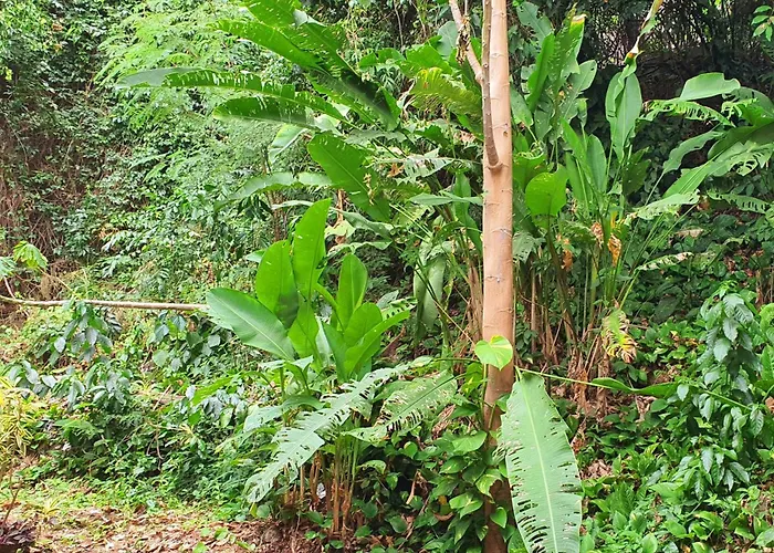 Hospedagem Up Home Natureza E Simplicidade Rio de Janeiro