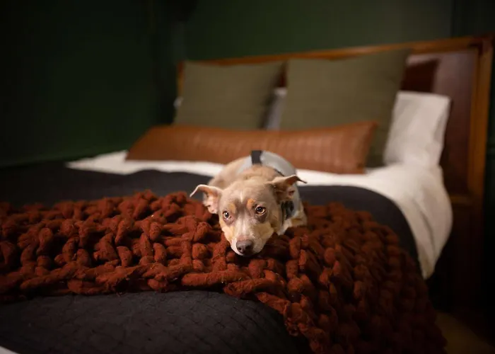 New Slytherin Studio - Dogs Ok Los Angeles