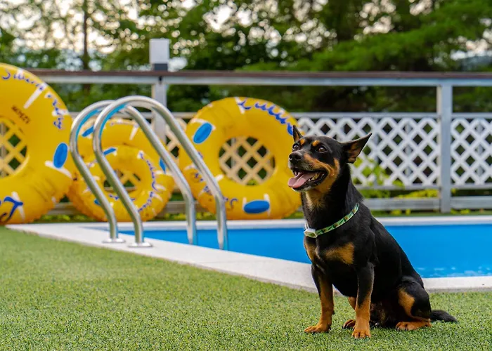 Chuncheon Puppy Day Dog Pension